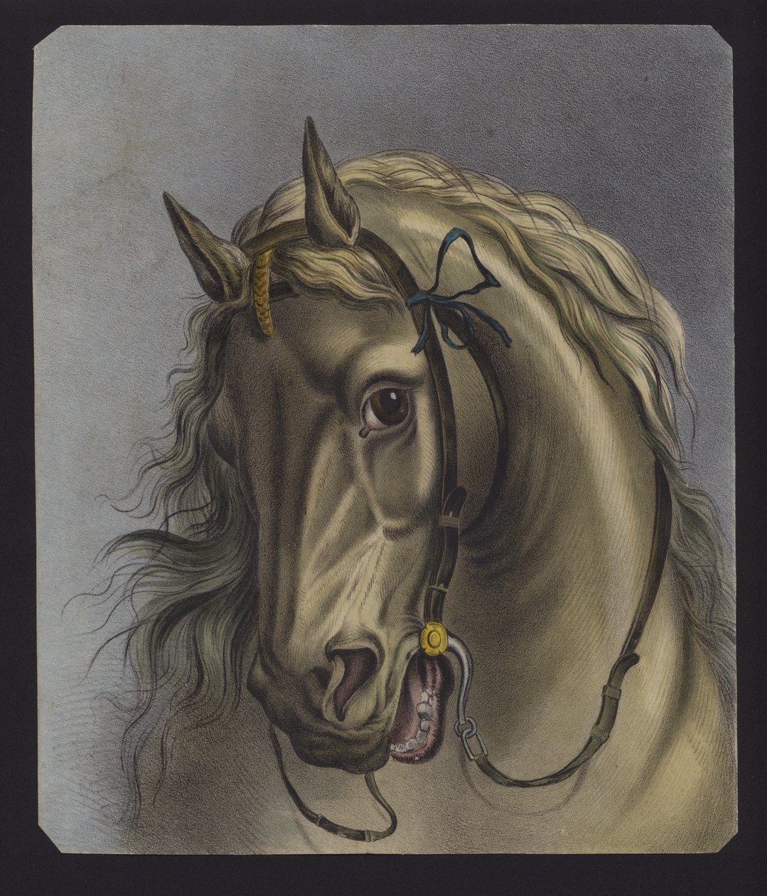 Retrato de um cavalo (litografia a cores) de European School