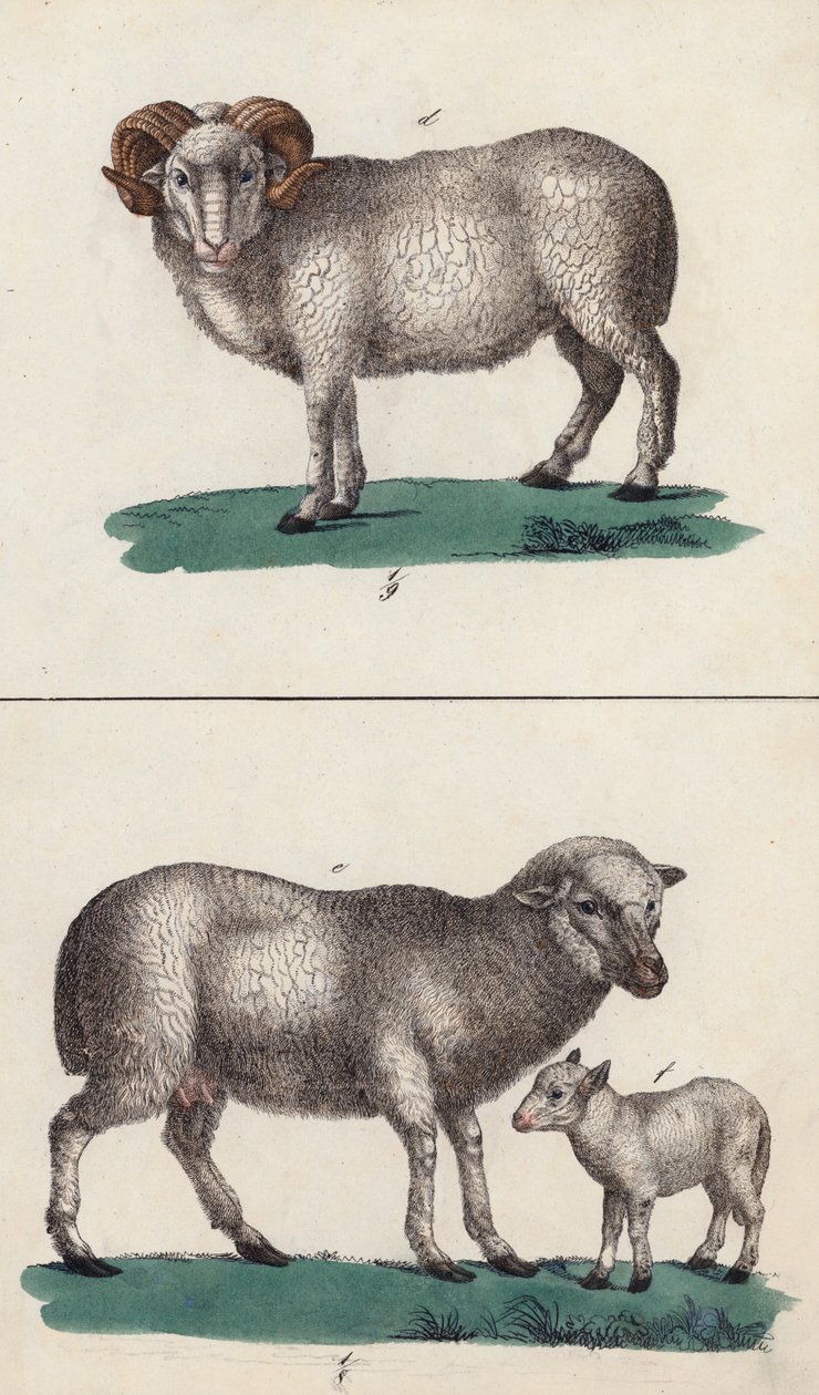 Carneiro, ovelha e cordeiro (litografia a cores) de European School