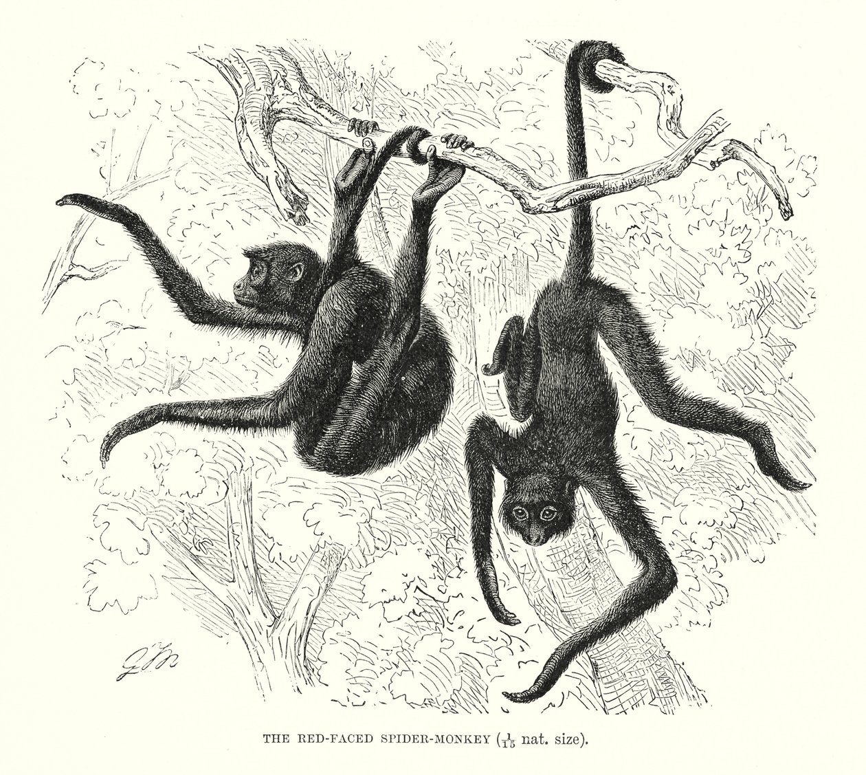 Macaco-aranha de cara vermelha (gravura) de European School