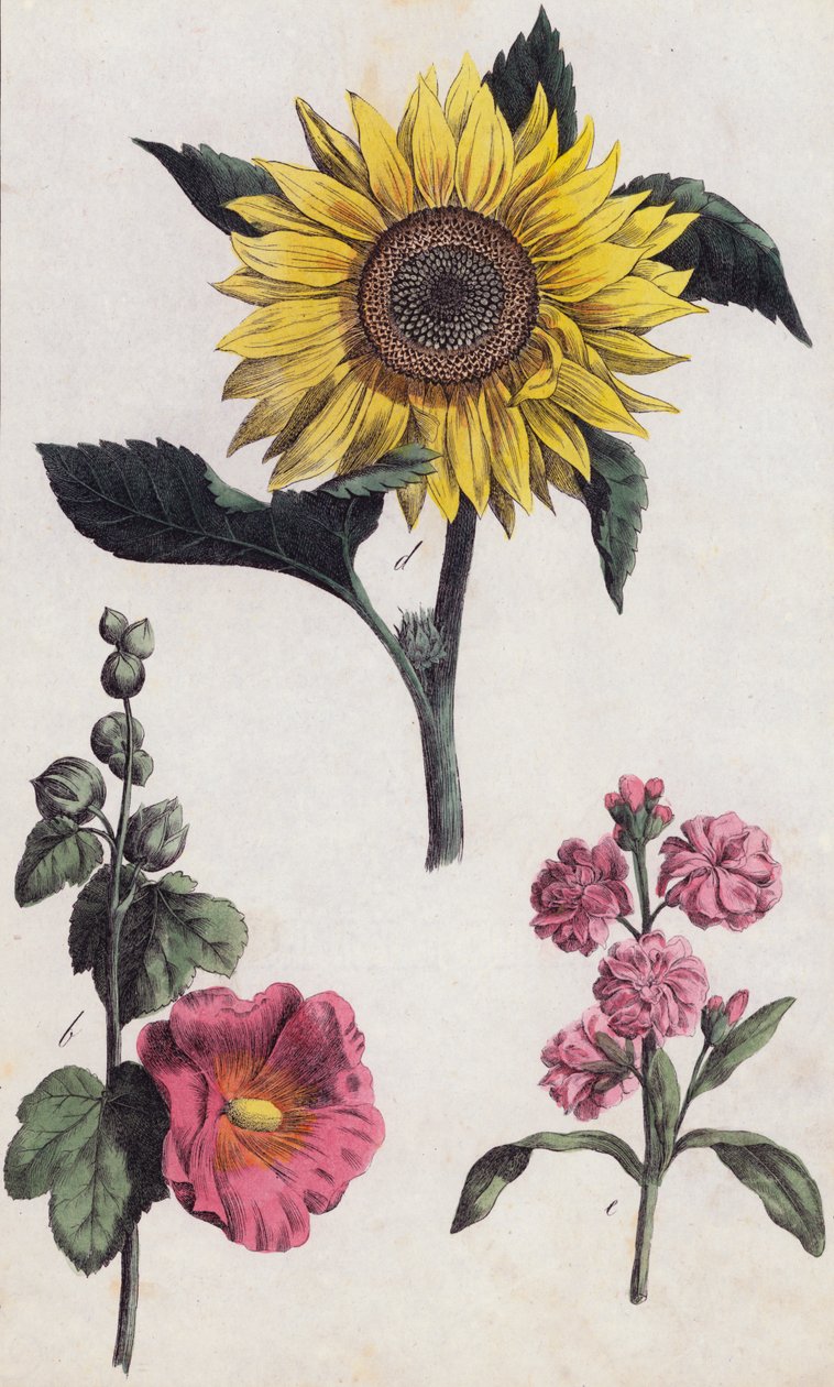 Girassol e malva-rosa (litografia a cores) de European School