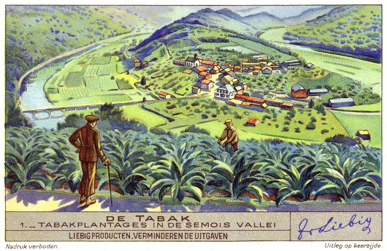 Plantação de tabaco no vale de Semois, Bélgica (cromolitografia) de European School