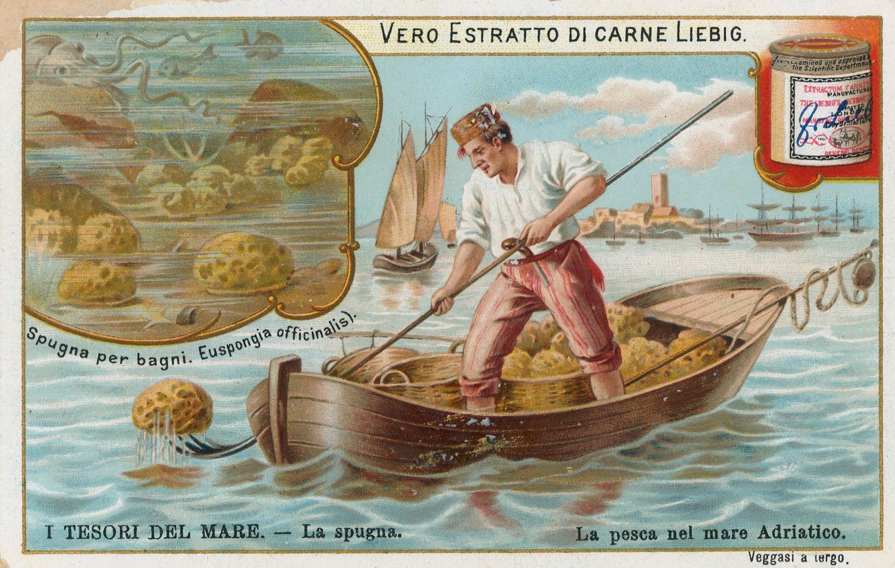Tesouros do mar, cartão Liebig, início do século XX (cromo) de European School