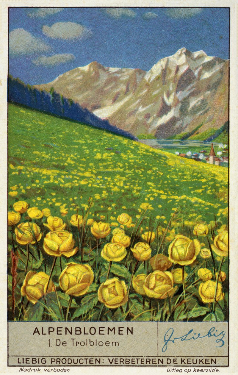 Trollius (globeflower) (chromolitho) de European School