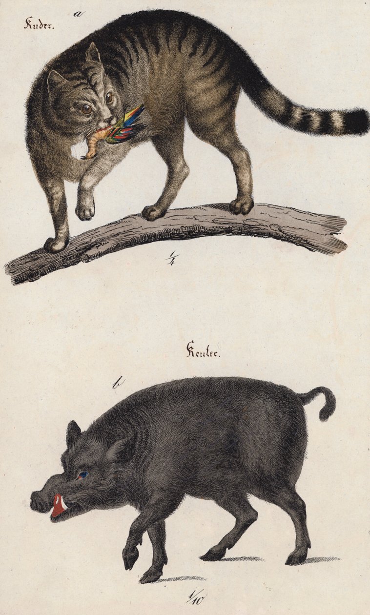 Gato selvagem e javali (litografia a cores) de European School