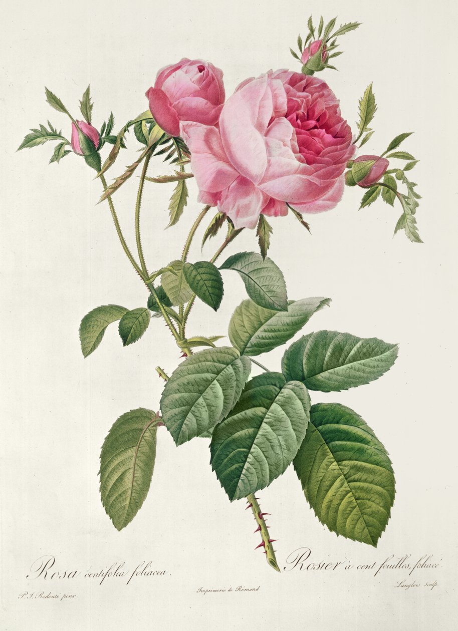 Thory, les Rosas, Rosa Centifolia Foliaca (litografia) de Eustache Hyacinthe Langlois