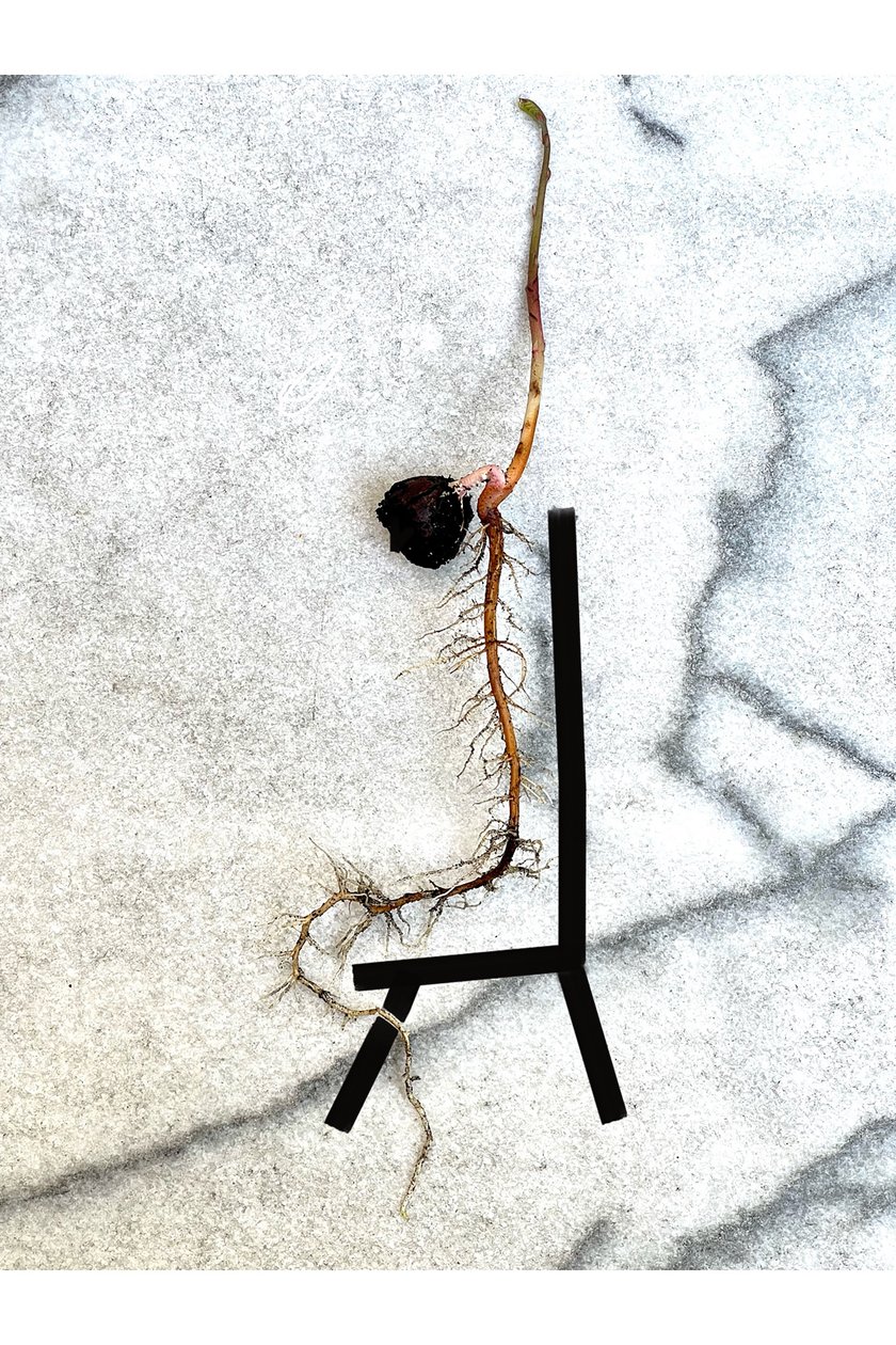 AcornSpine (arte digital) de Evan Sklar