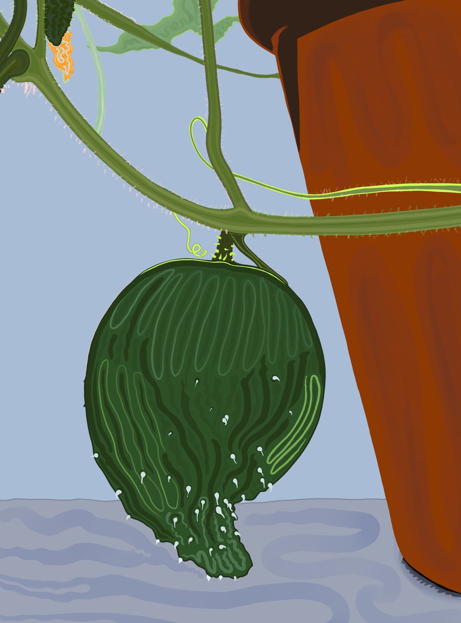 Pepino a crescer num vaso, Brooklyn (arte digital) de Evan Sklar