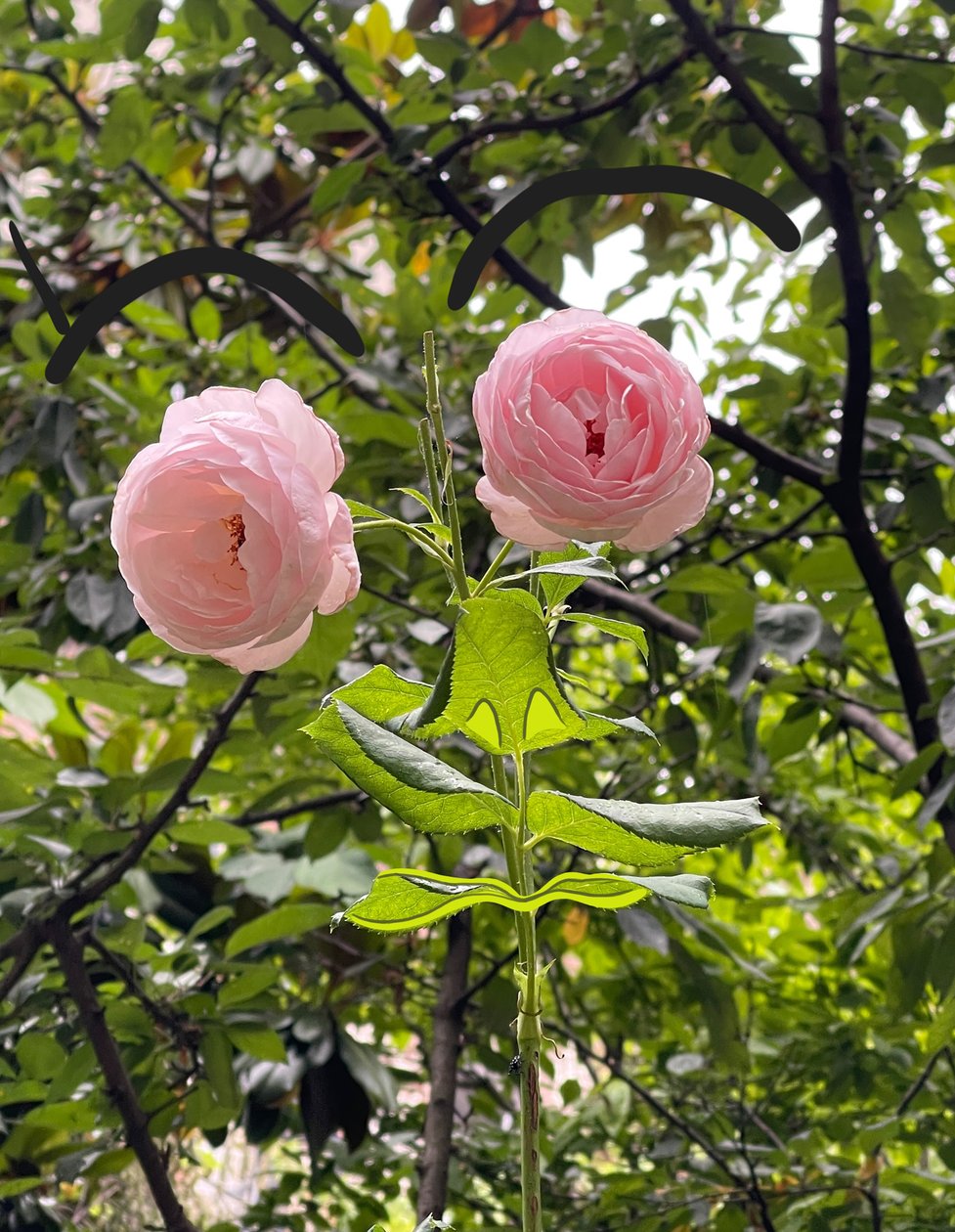 Rose Face, 2025 (arte digital) de Evan Sklar