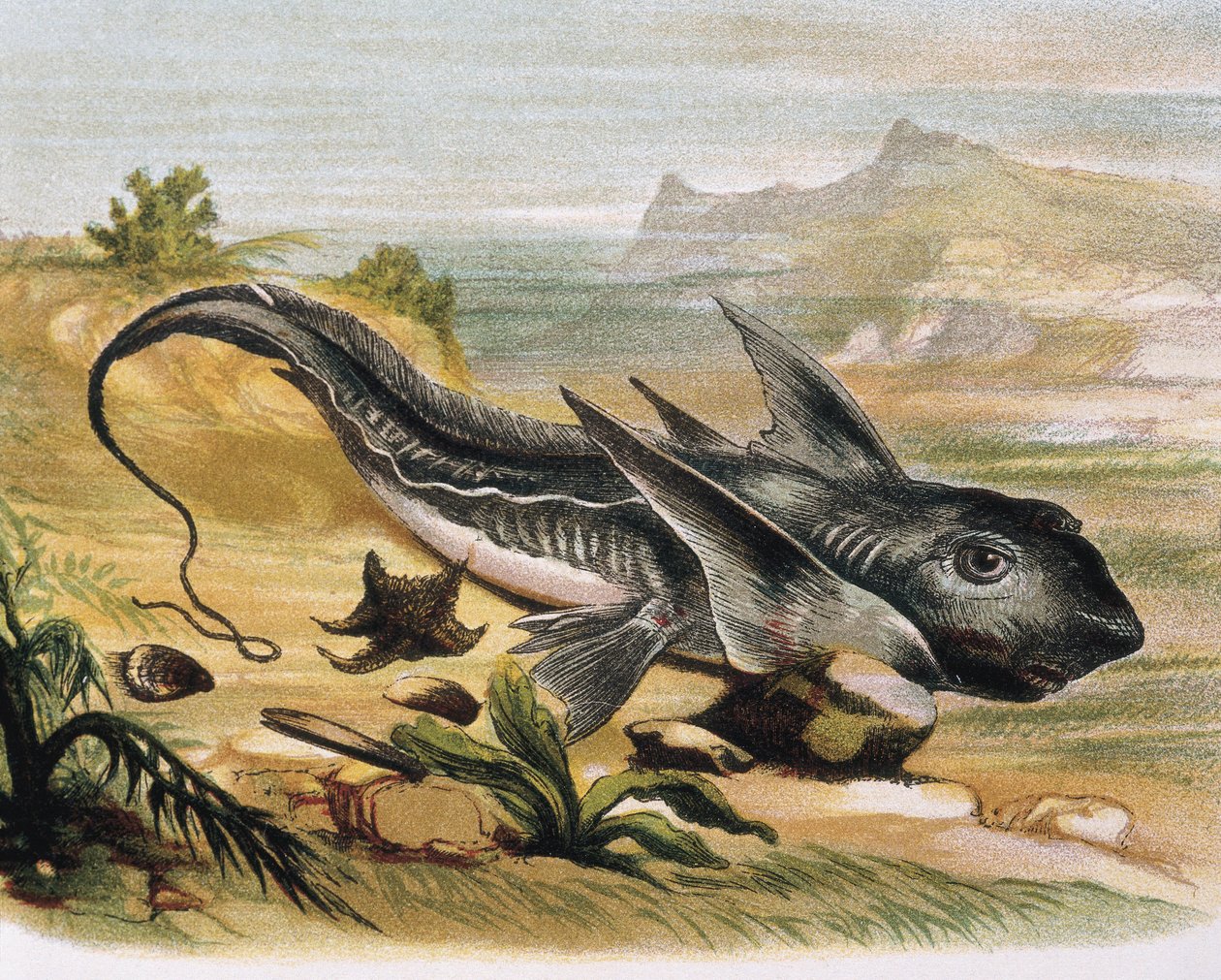Quimera (Chimaera arctica) Gravura após desenho de F. Padro. Gravura de F. (after) Padro