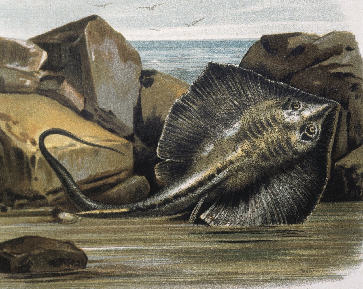 Ratazana comum (Trygon pastinaca). de F. (after) Padro