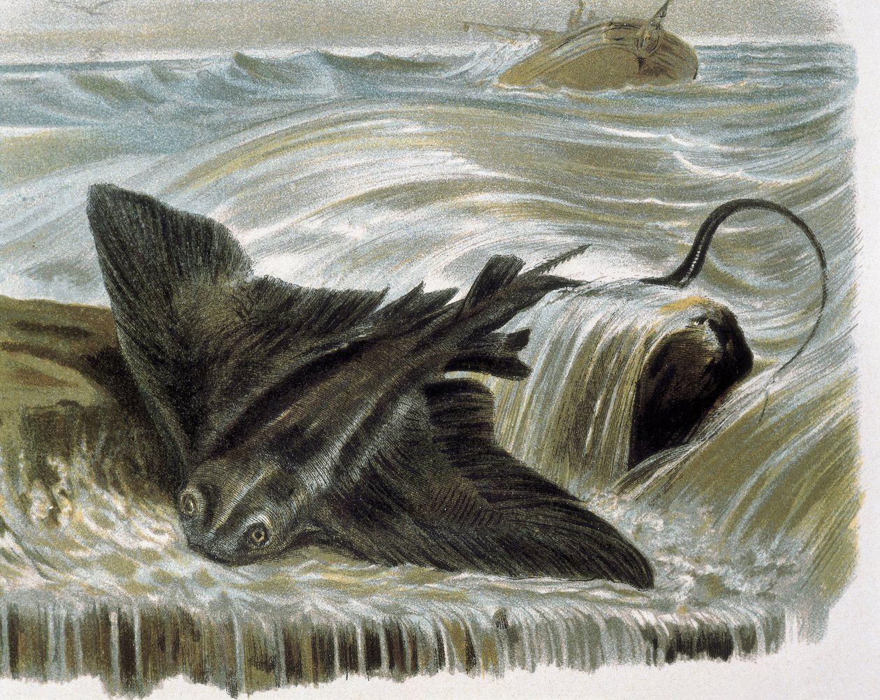 Raia (Myliobatis aguila) Gravura após desenho de F. Padro. Gravura de F. (after) Padro