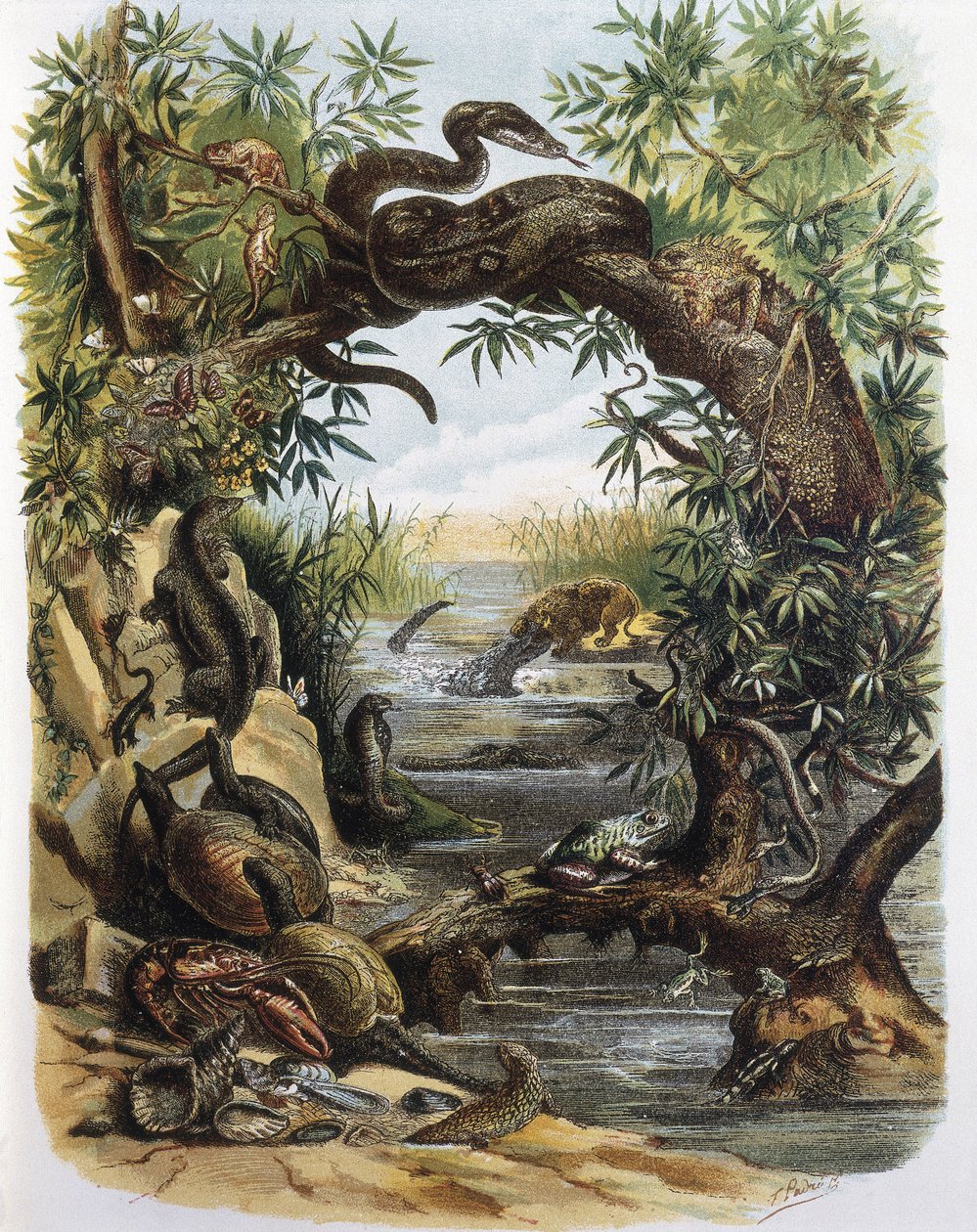 Répteis e Crustáceos. Gravura a partir de um desenho de F. Padro. de F. (after) Padro