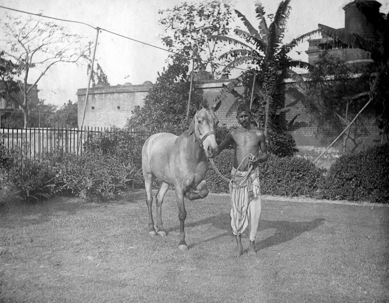 Homem com um cavalo, Alipore, Índia, 1905-1906 de F. L. Peters