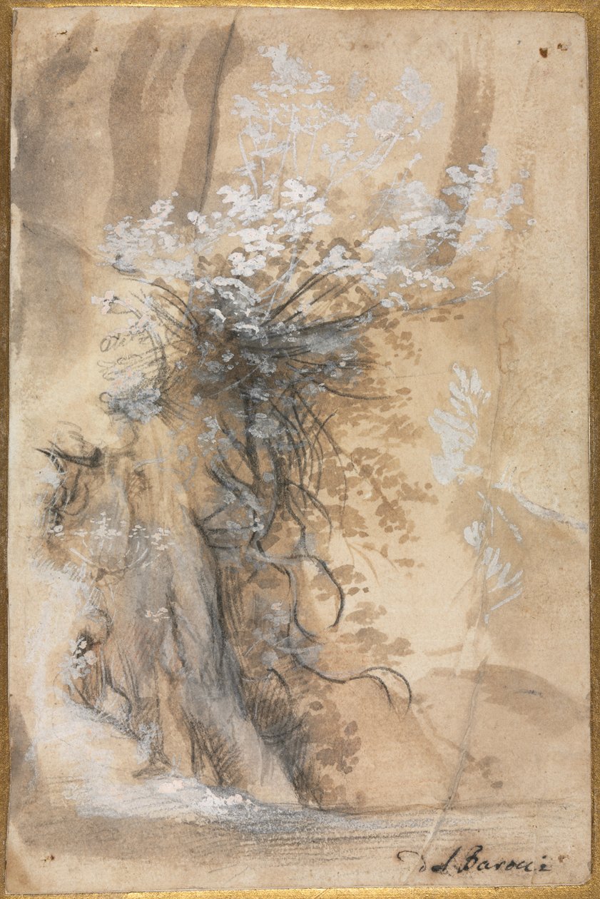 Arbusto florido acima de um banco erodido de Federico Barocci