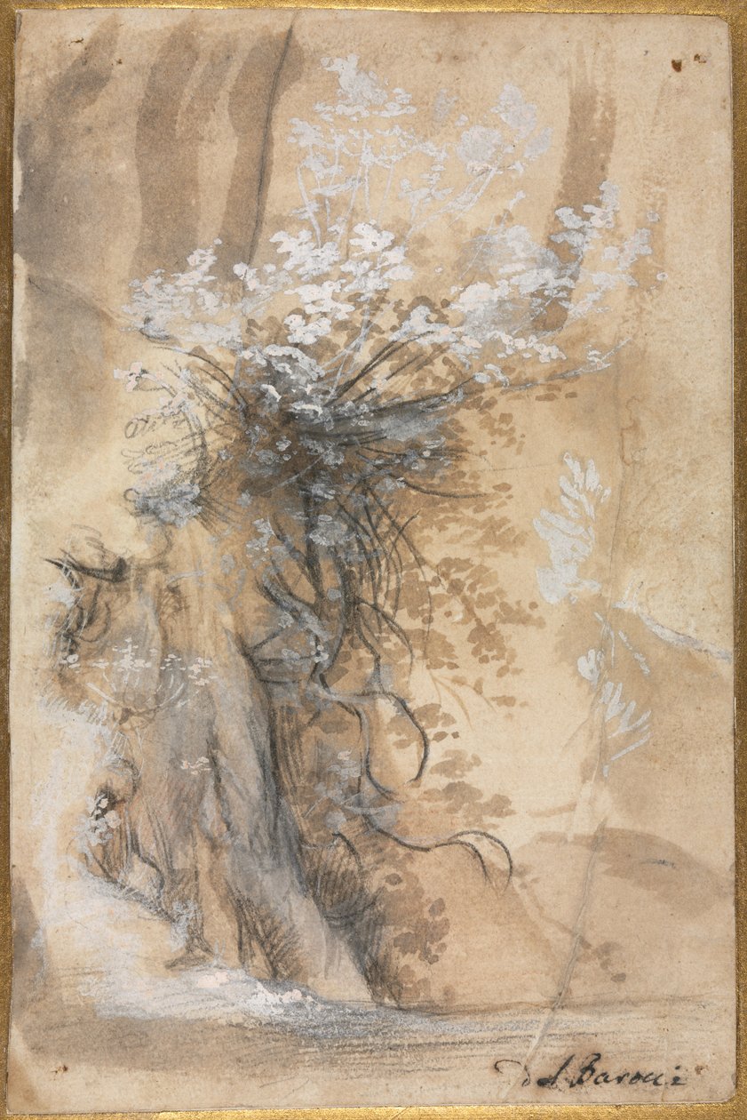 Bush de florescência acima de um banco erodido, 1565-1570. de Federico Barocci