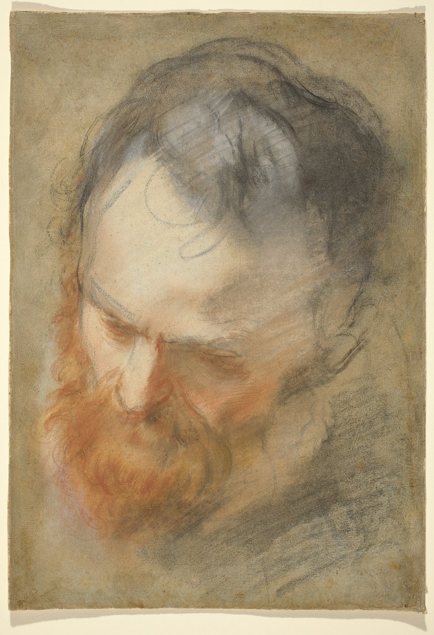Cabeça de um homem barbudo de Federico Barocci