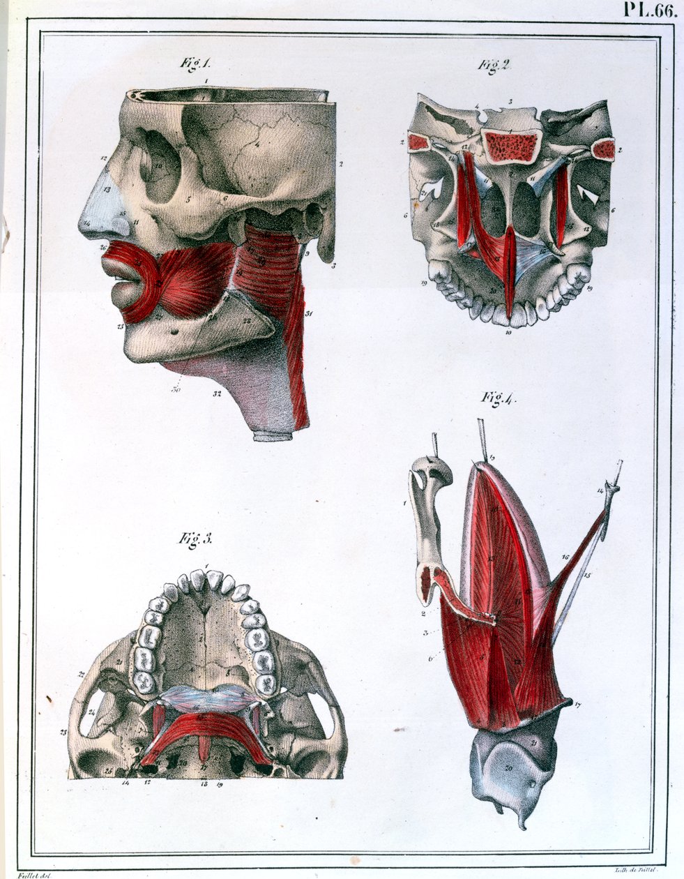 Anatomia da garganta e mandíbula, de &39;Manuel d&39;Anatomie descritivo do corpo Humain&39; por Jules Cloquet (1790-1883) 1825 de Feillet