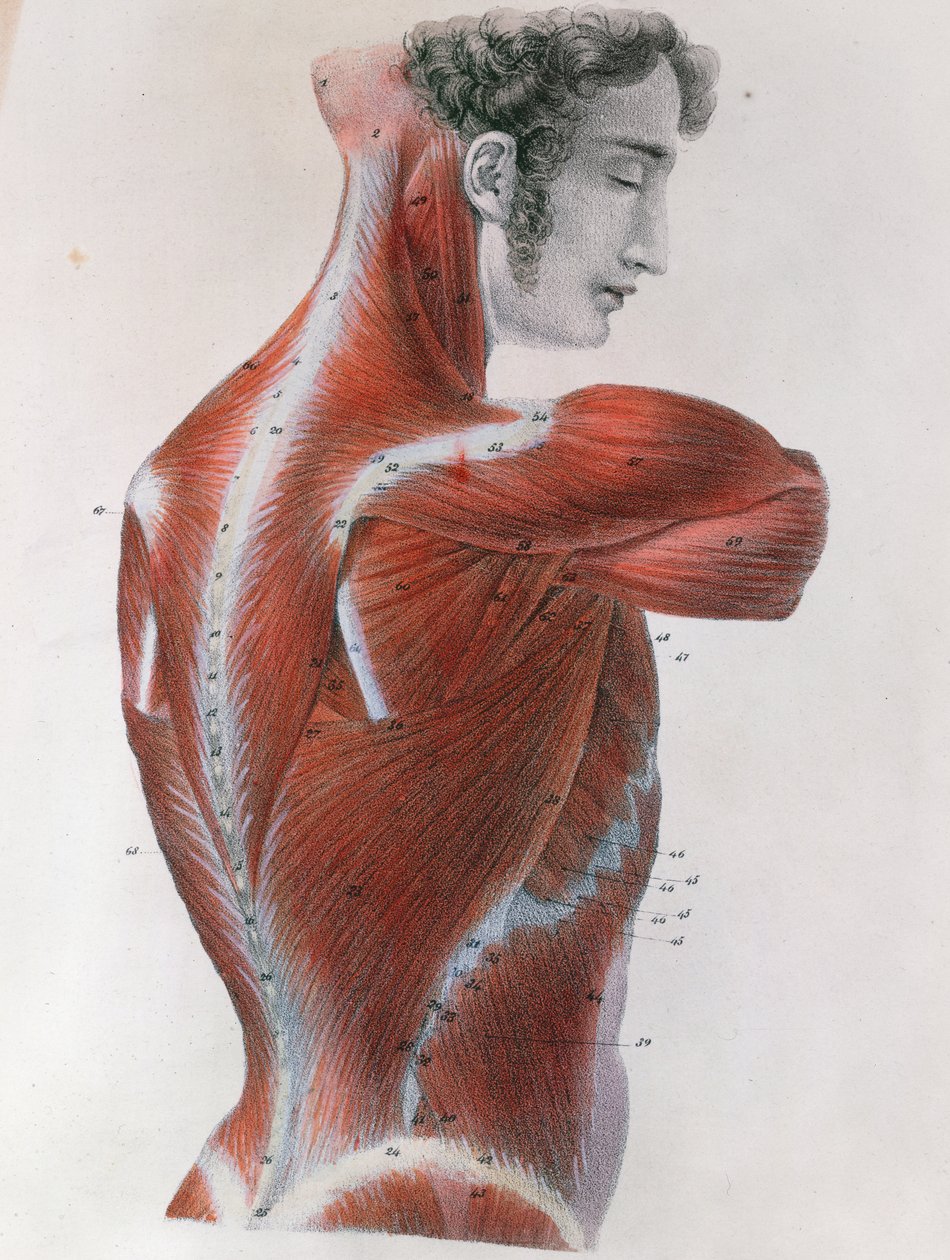 Torso Esfolado, de &39;Anatomia Descritiva Manual do Corpo Humano&39; por Jules Germain Cloquet (1790-1883) Paris, 1825 de Feillet
