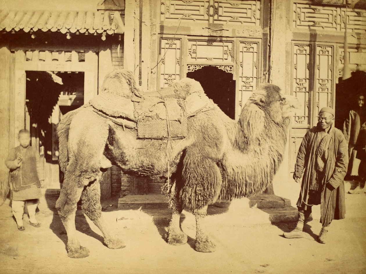 Camelo-bactriano com manipulador, c.1860 (fotogravura) de Felice Beato