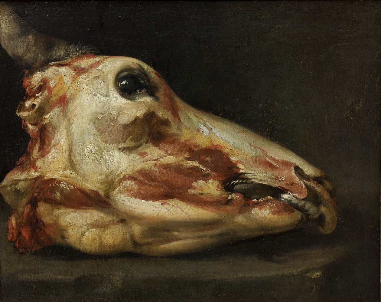 Cabeça Esfolada de um Touro Jovem, c.1690 (óleo sobre tela) de Felice Boselli