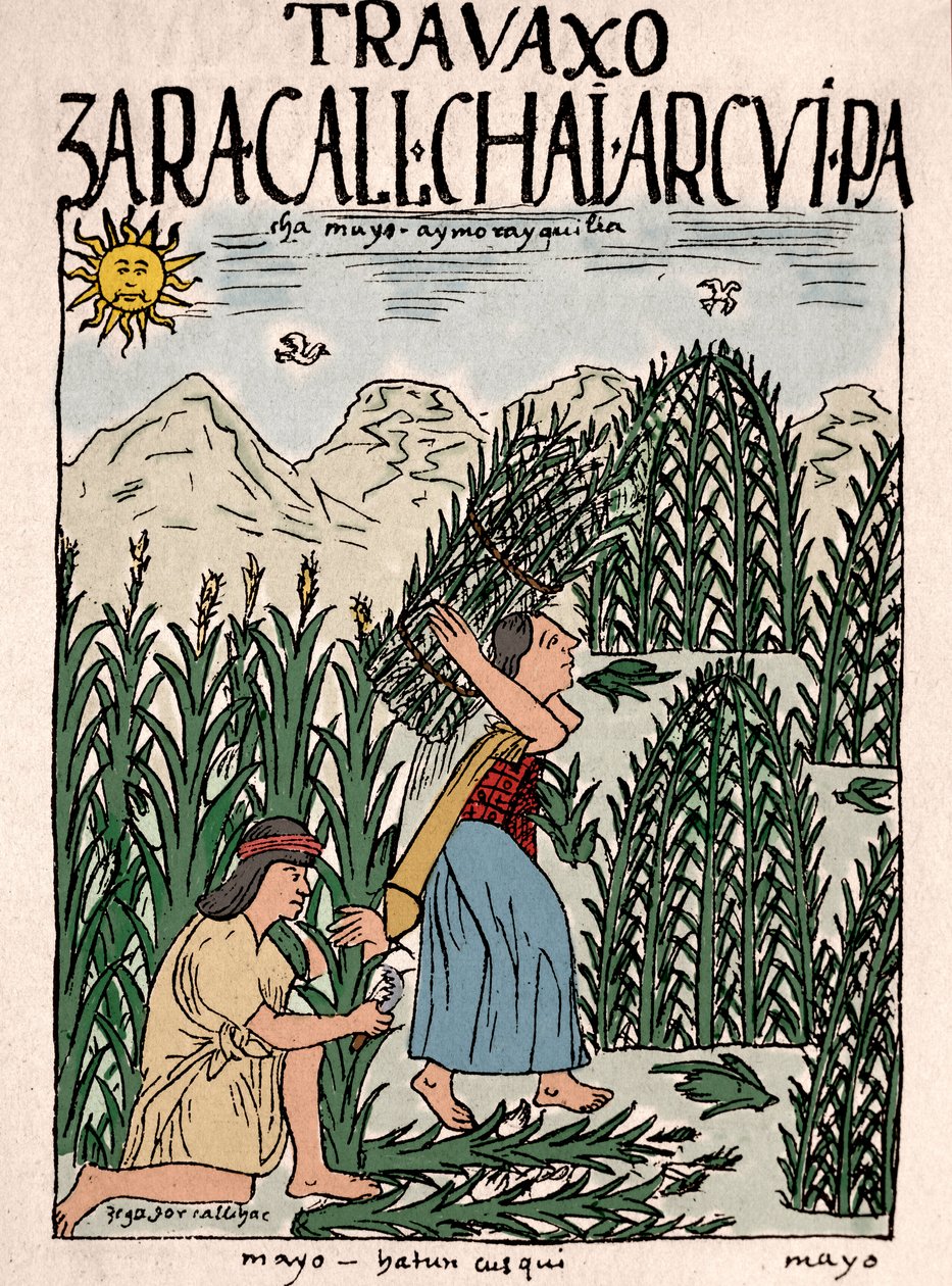 Império Inca: Camponeses incas trabalhando no campo em maio - Desenho de tinta do manuscrito de Don Felipe Puma de Ayala "Nueva coronica y buen gobierno" ilustrando a vida dos incas, cerca de 1587 Lima, Museo Nacional de Antropologia, Arqueologia e Histori de Felipe Huaman Poma de Ayala