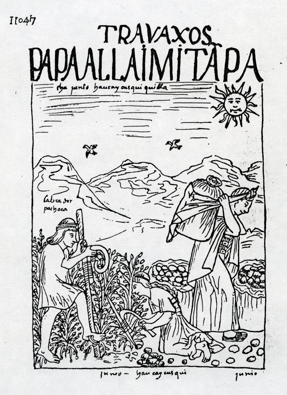 O mês de junho, colhendo as batatas de Felipe Huaman Poma de Ayala