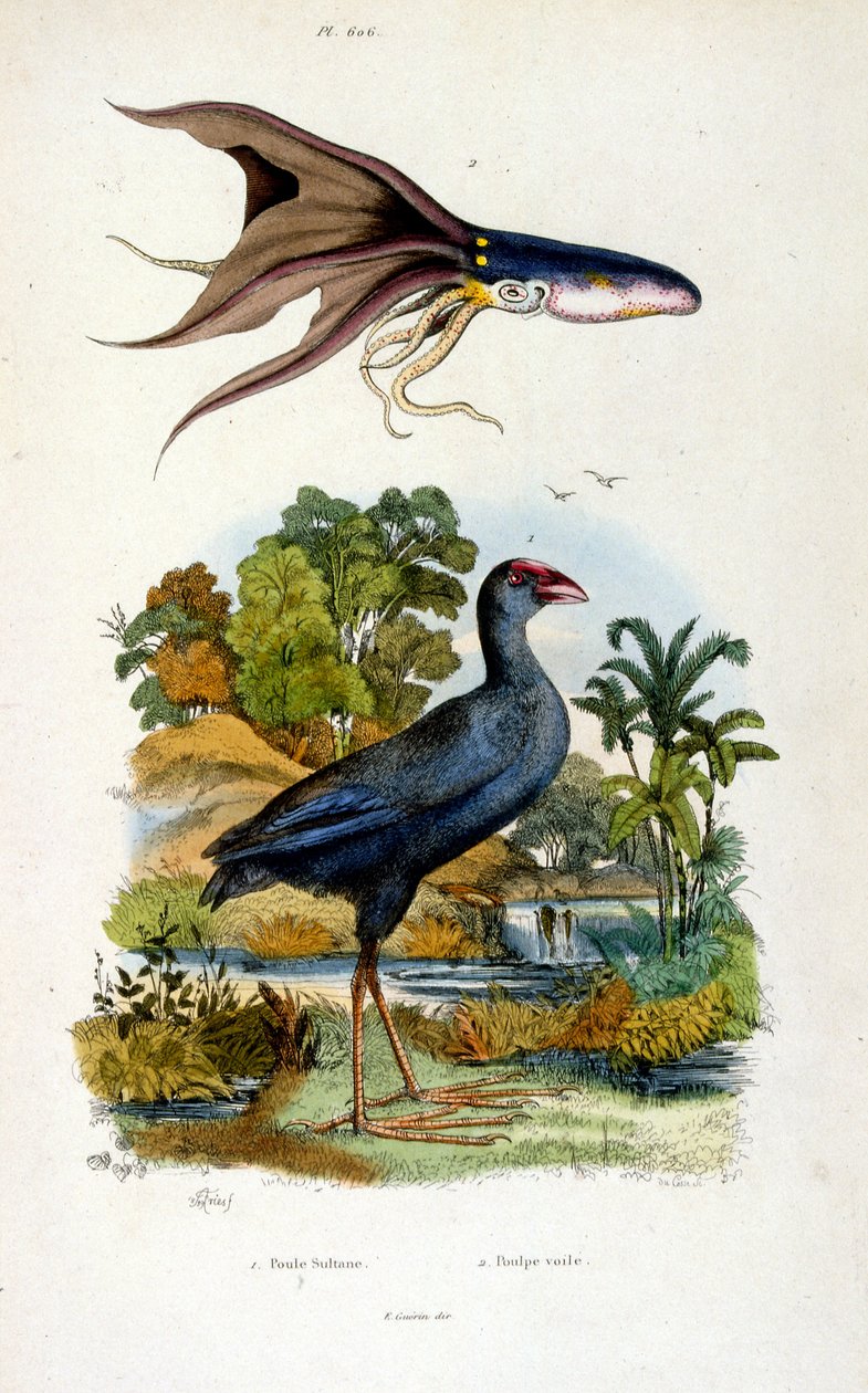 Ilustração botânica e zoológica de F. E. Guerin. De Dictionnaire pittoresque d