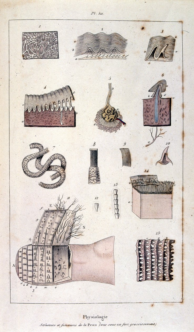 Ilustração botânica e zoológica de F. E. Guerin. De Dictionnaire pittoresque d