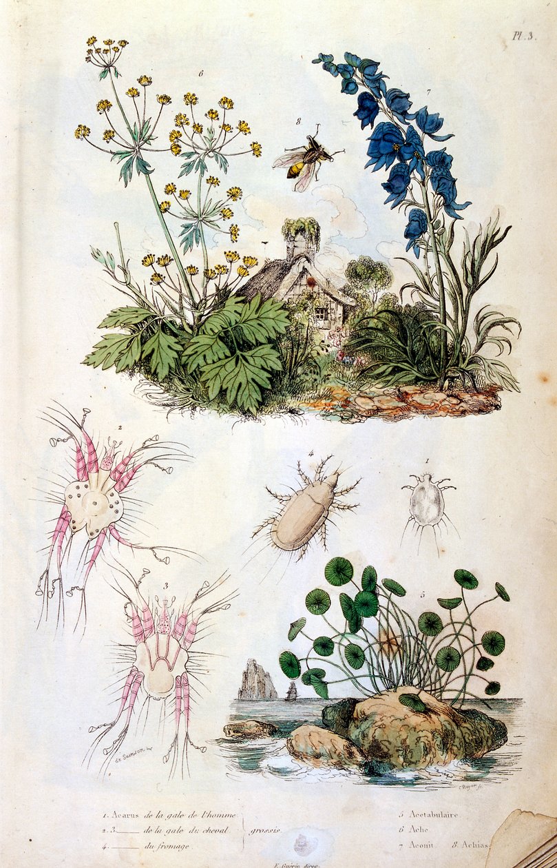 Ilustração botânica e zoológica de F. E. Guerin. De Dictionnaire pittoresque d