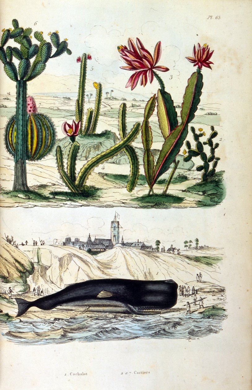 Ilustração de Cacti e de uma baleia encalhada, do "Dictionnaire pittoresque d