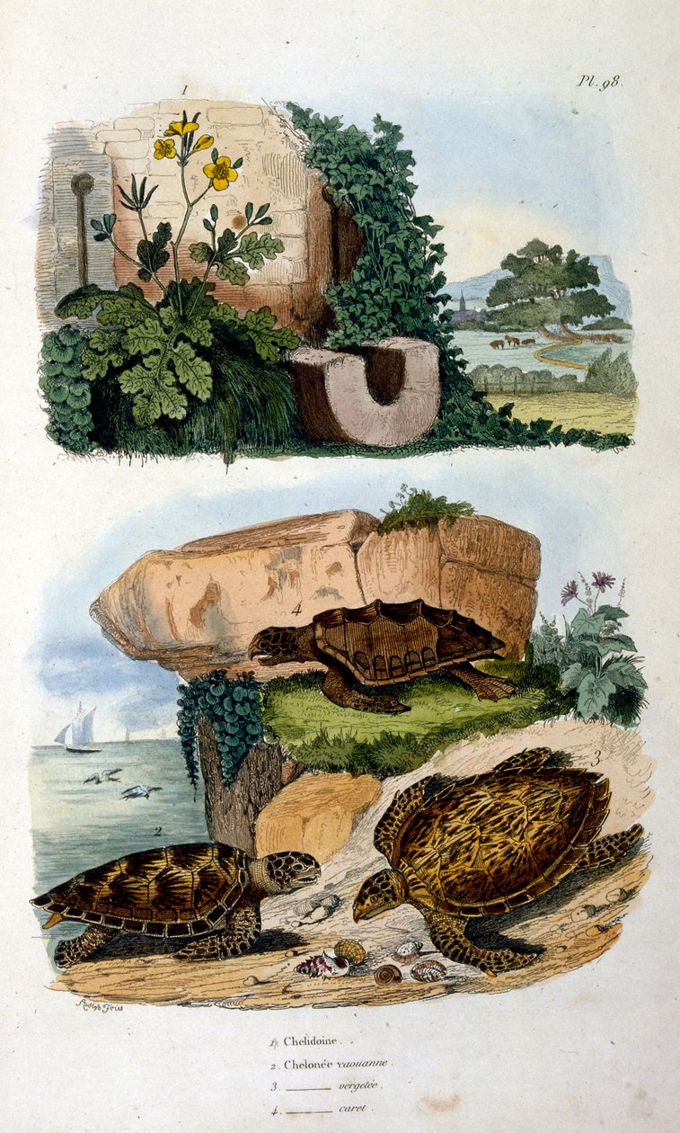 Tartarugas de Felix-Edouard Guerin