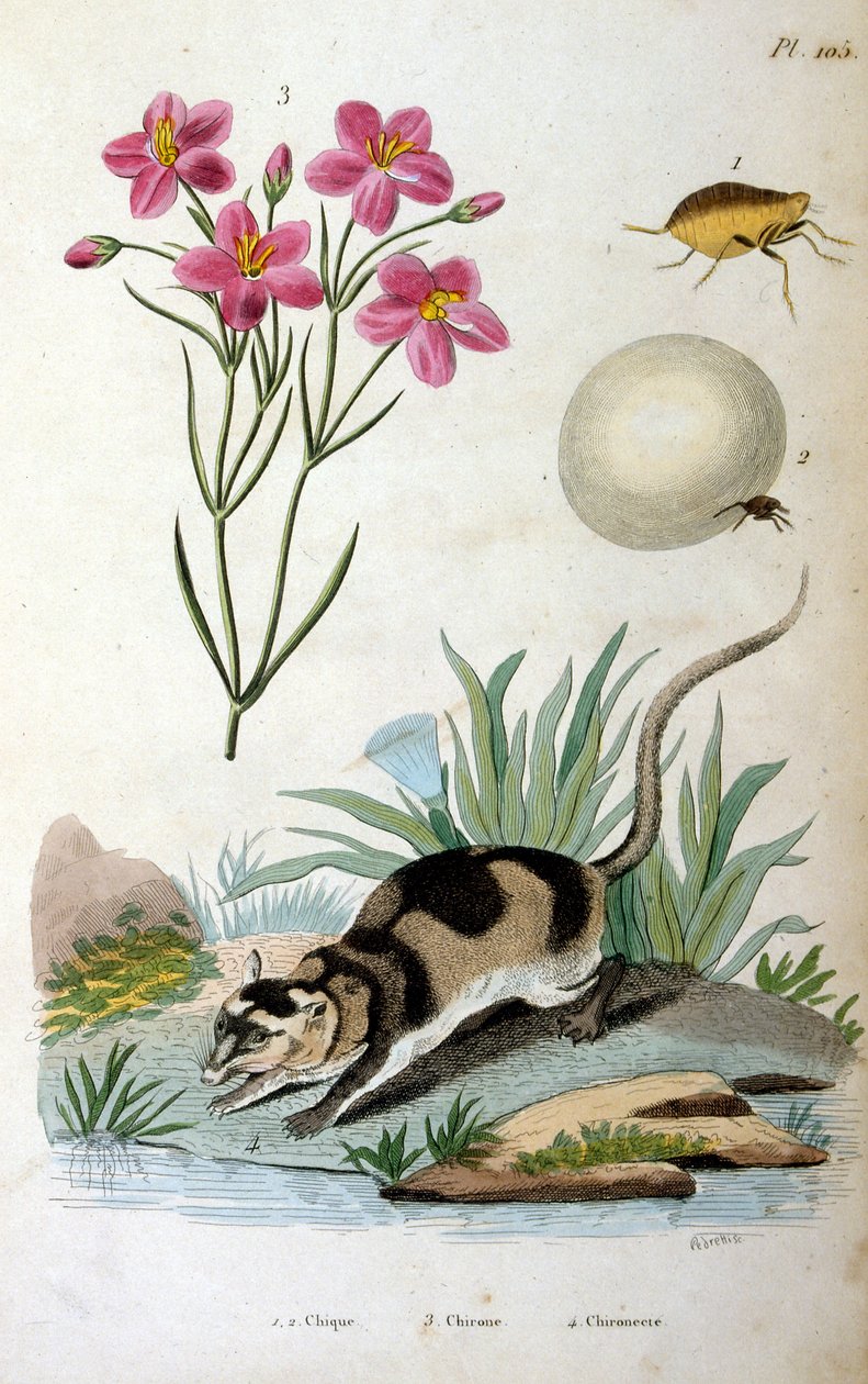 Gambá de água (Chironectes minimus) de Felix-Edouard Guerin