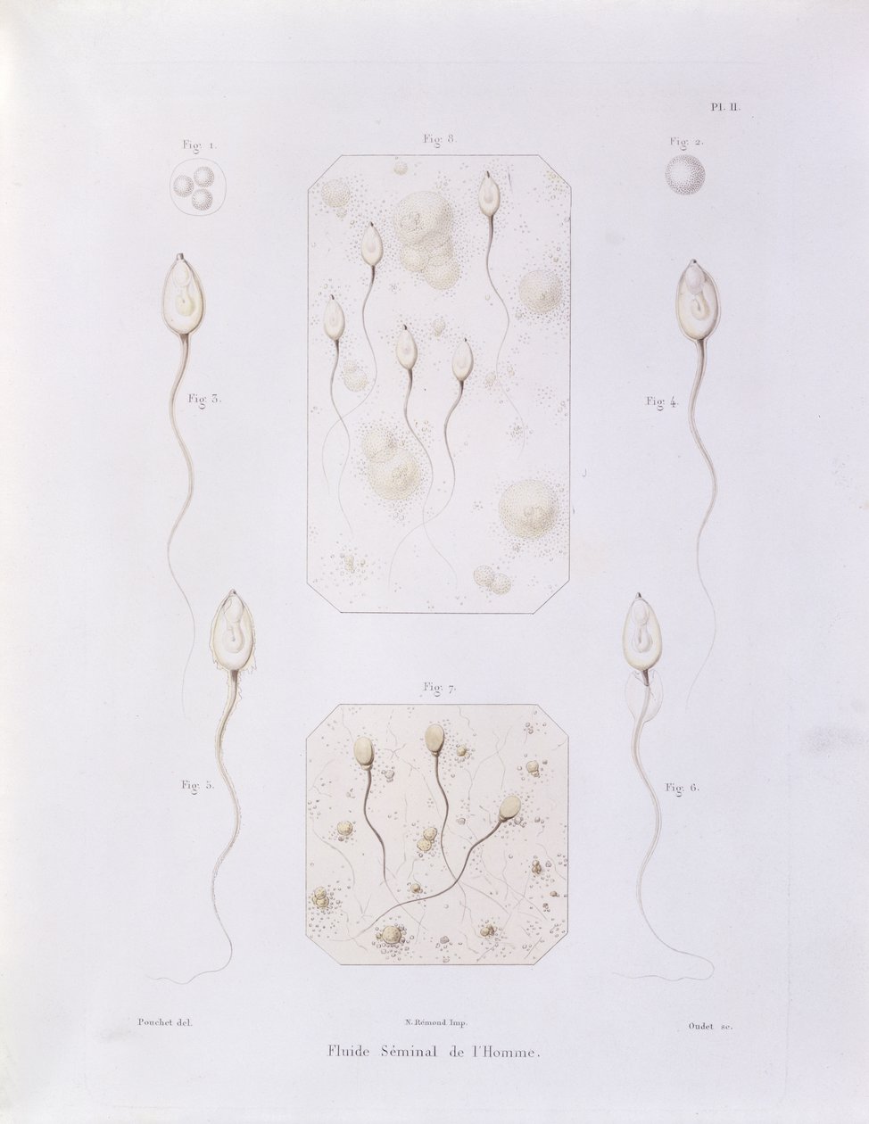 Fluido seminal, da Teoria Positiva do Envolvimento Espontâneo e Fechamento de Mamíferos e das Espécies Humanas por Pouchet de Felix-Archimede (1800-72) gravado por Oudet, Paris, 1847 de Felix Archimede Pouchet