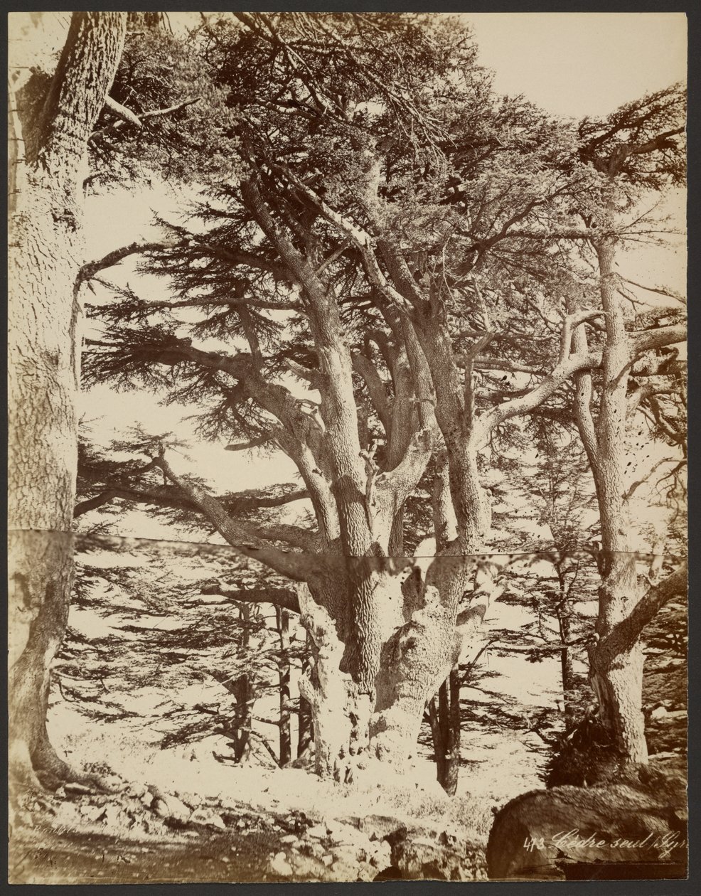 Cedro solitário, Tiro de Félix Bonfils