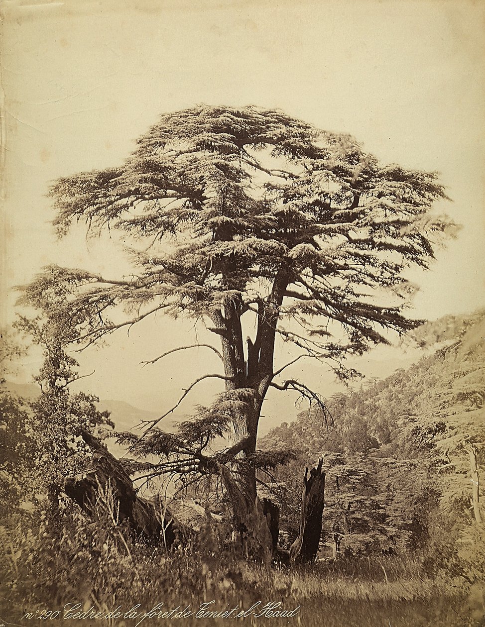 Grande cedro na floresta de Teniet el Haad, Líbano de Félix Bonfils
