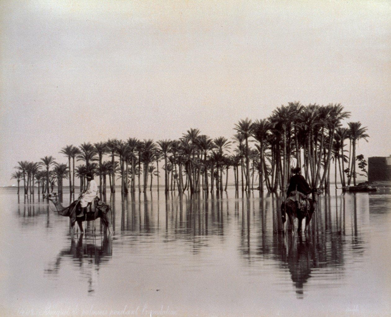 Homens em camelos enquanto atravessam uma área do deserto egípcio inundada pelo Nilo, Egipto de Félix Bonfils