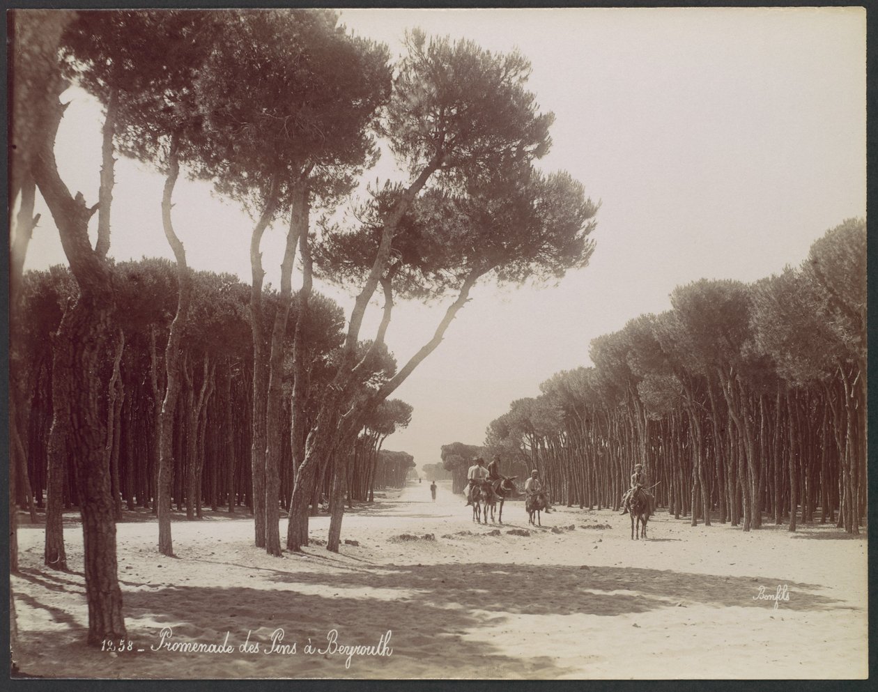 Passeio dos pinheiros em Beirute de Félix Bonfils