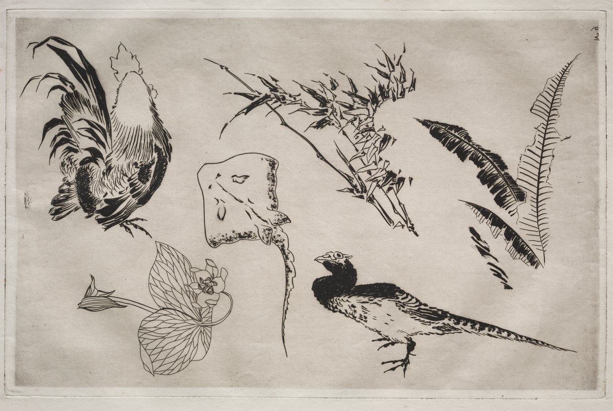 Serviço de Jantar (serviço Rousseau): Galos, patins, plantas, etc. (nº 9) de Felix Bracquemond