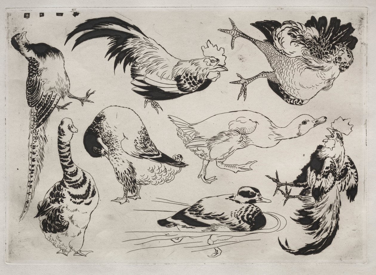 Serviço de Jantar Serviço Rousseau: Galos, patos, etc. não. 13, 1866. de Felix Bracquemond