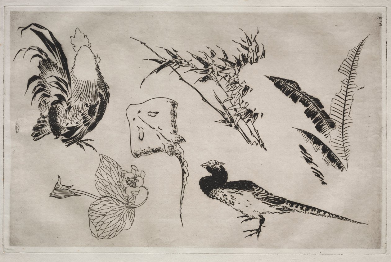 Serviço de Jantar Serviço Rousseau: Galos, patins, plantas, etc. não. 9, 1866. de Felix Bracquemond