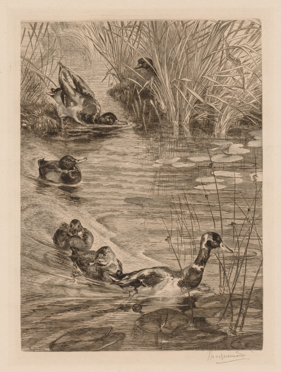 Patos em jogo de Felix Bracquemond