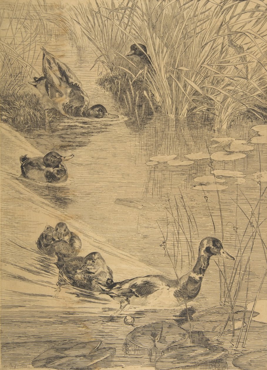 Pato Brincando, 1850-1914. de Felix Bracquemond