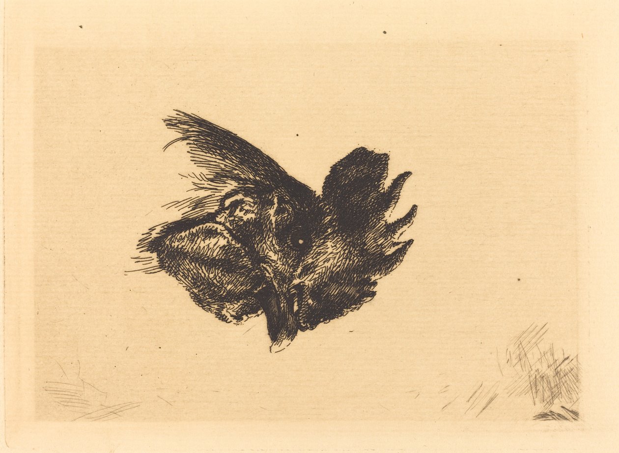 Cabeça de galo de Felix Bracquemond