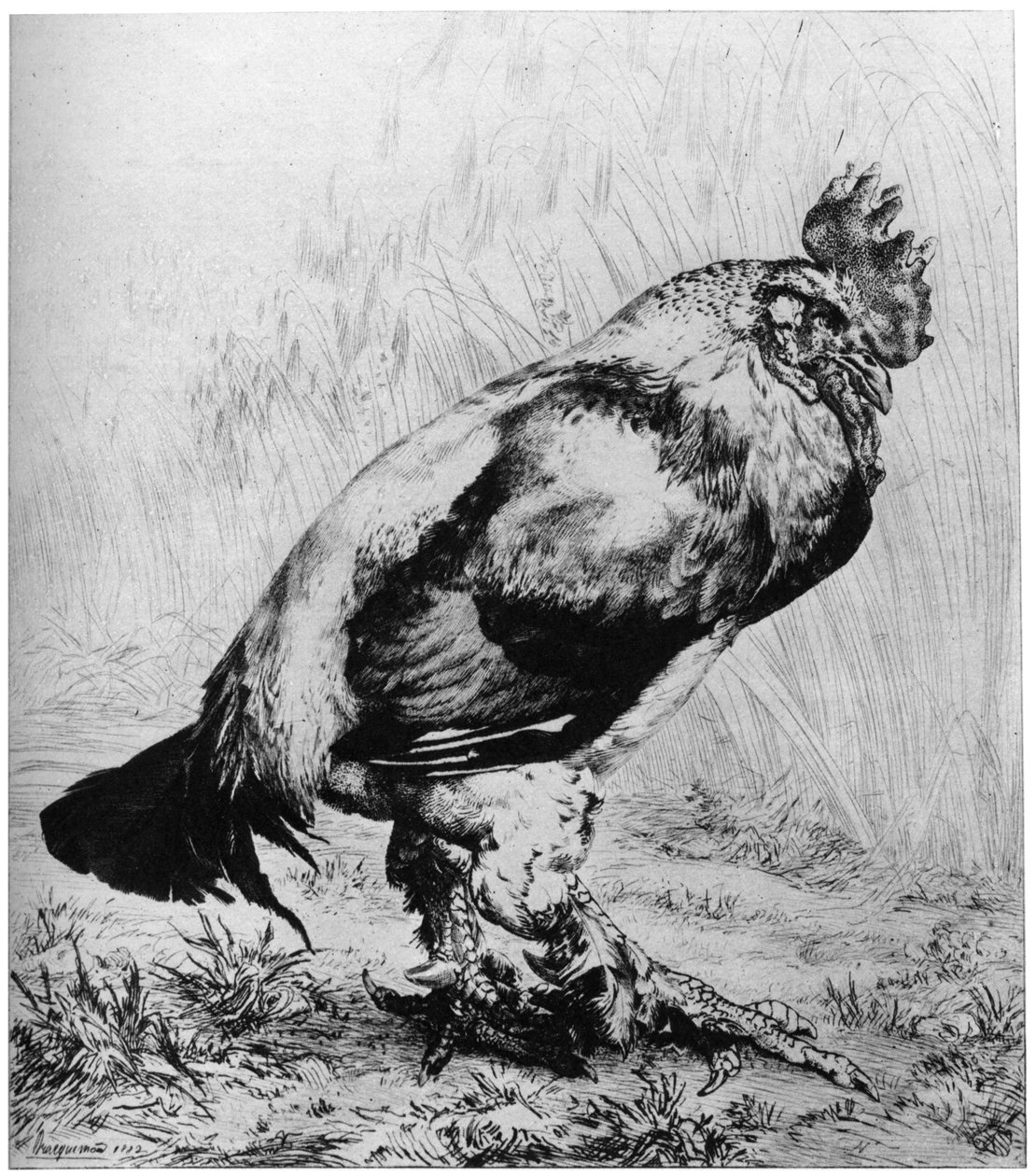 La Coq, c1850-1910, 1924. de Felix Bracquemond