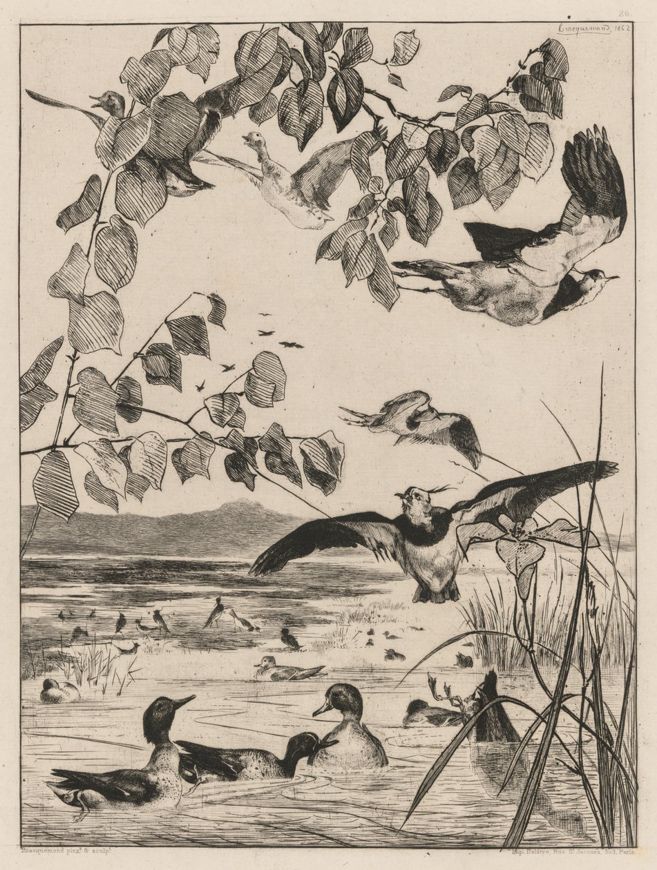Galispos e cercetas, 1862. de Felix Bracquemond