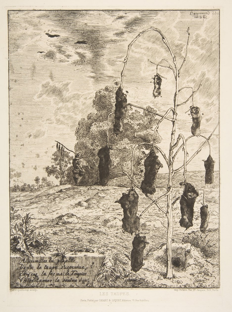 Os Moles, 1854. de Felix Bracquemond