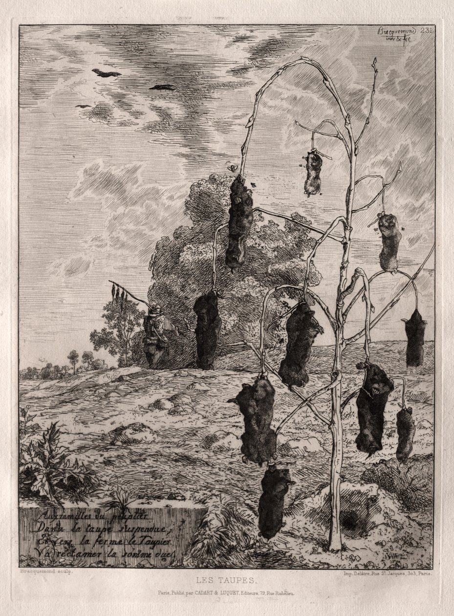 Toupeiras de Felix Bracquemond