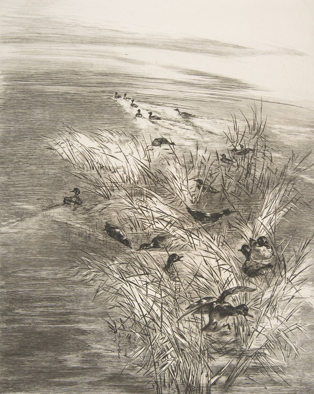 Juncos e marrecos, 1882. de Felix Bracquemond