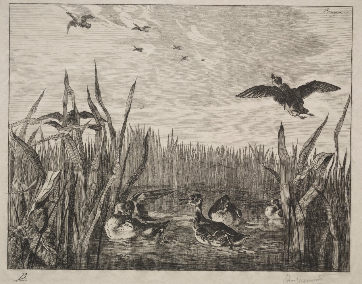Teal, 1853. de Felix Bracquemond