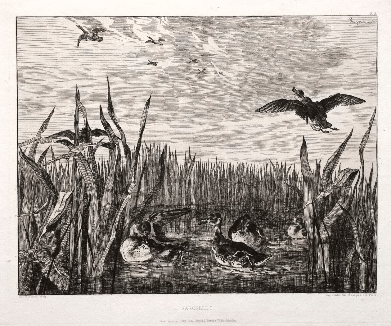 Teals de Felix Bracquemond